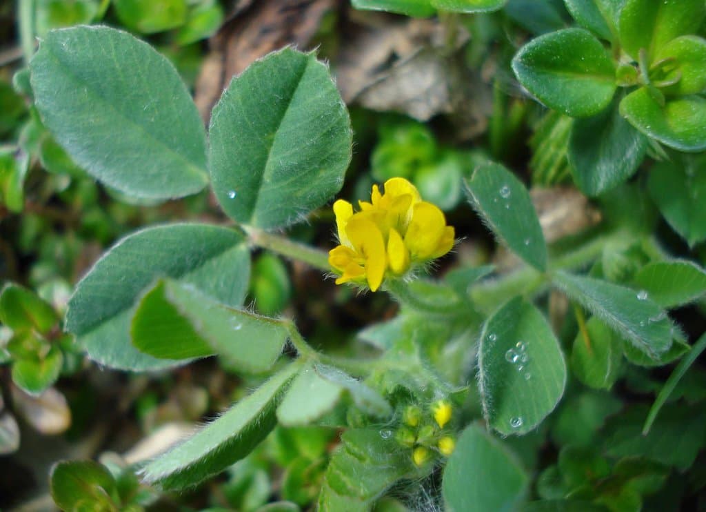 Medicago minima (L.) Bartal.