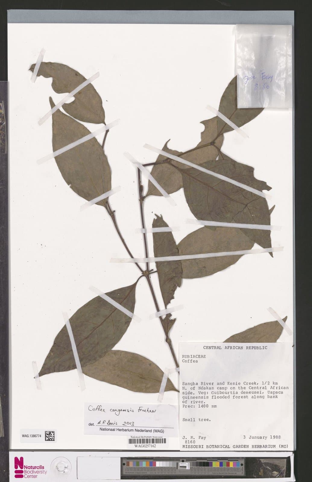 Coffea congensis A.Froehner