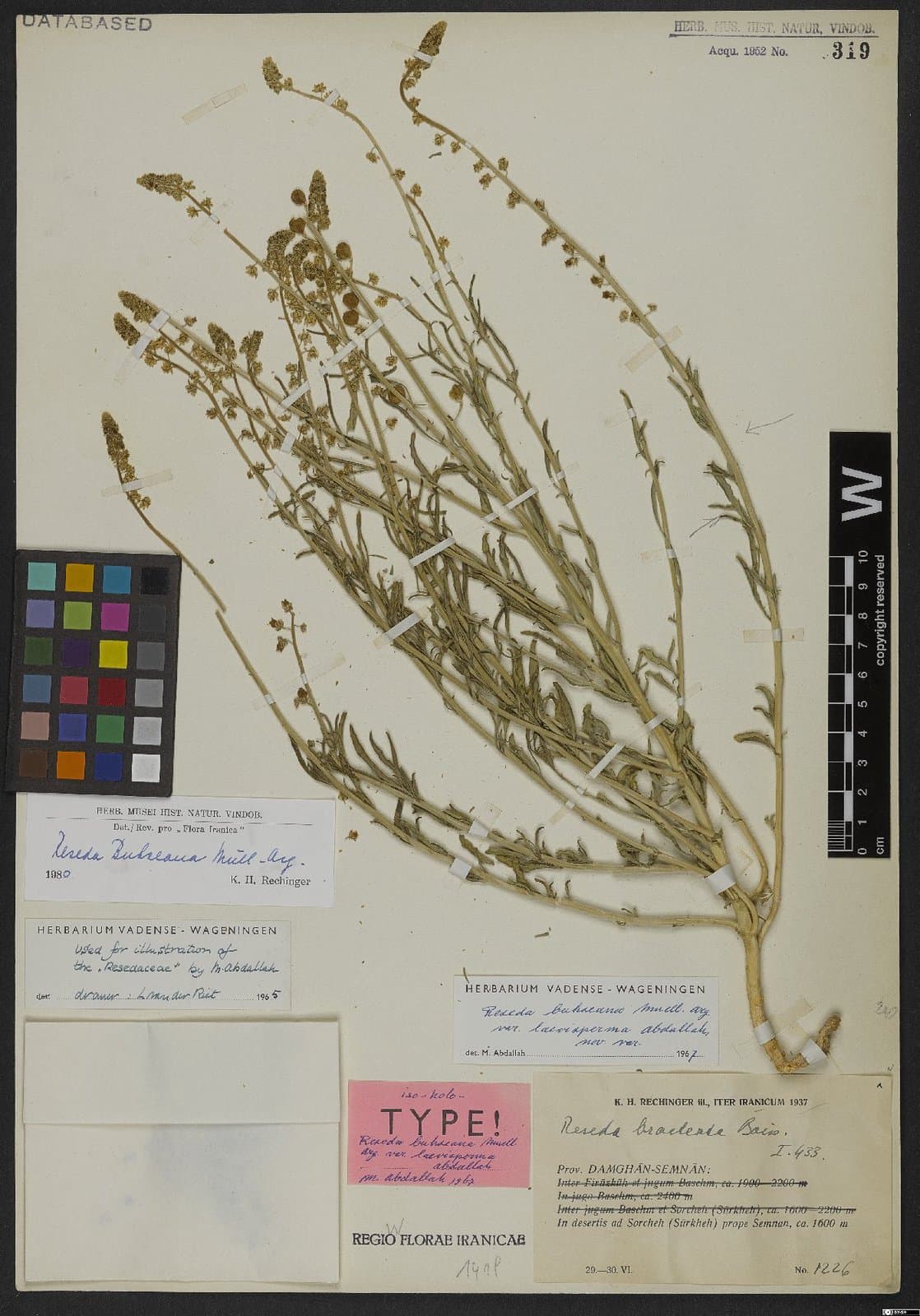 Reseda buhseana Müll.Arg.