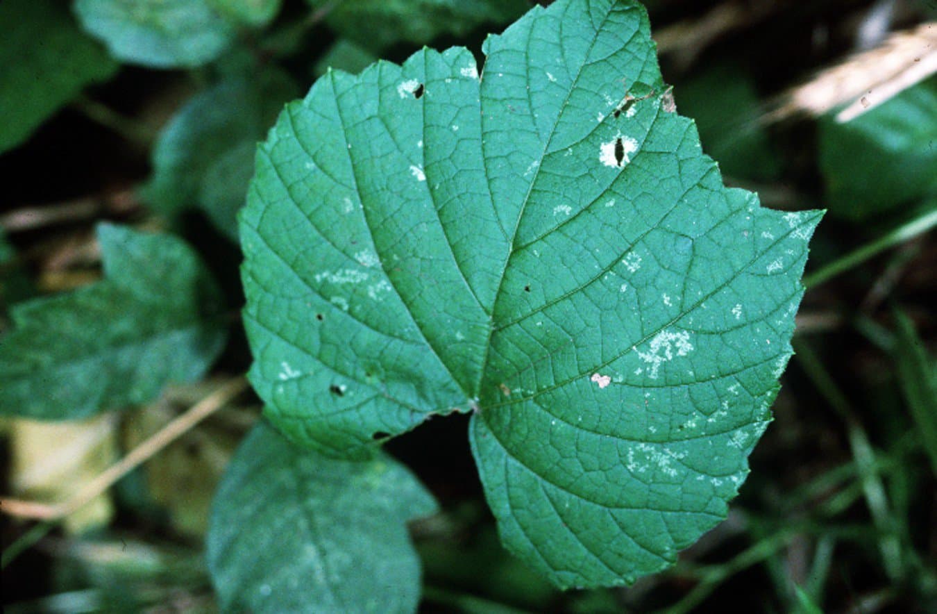 Vitis vulpina L.