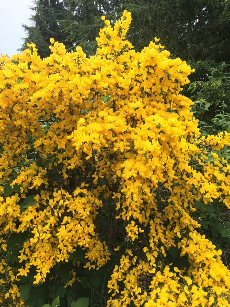 Cytisus scoparius (L.) Link