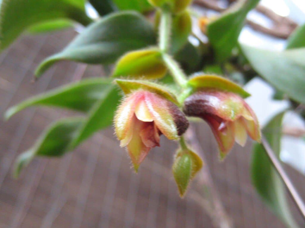 Trichotosia ferox Blume