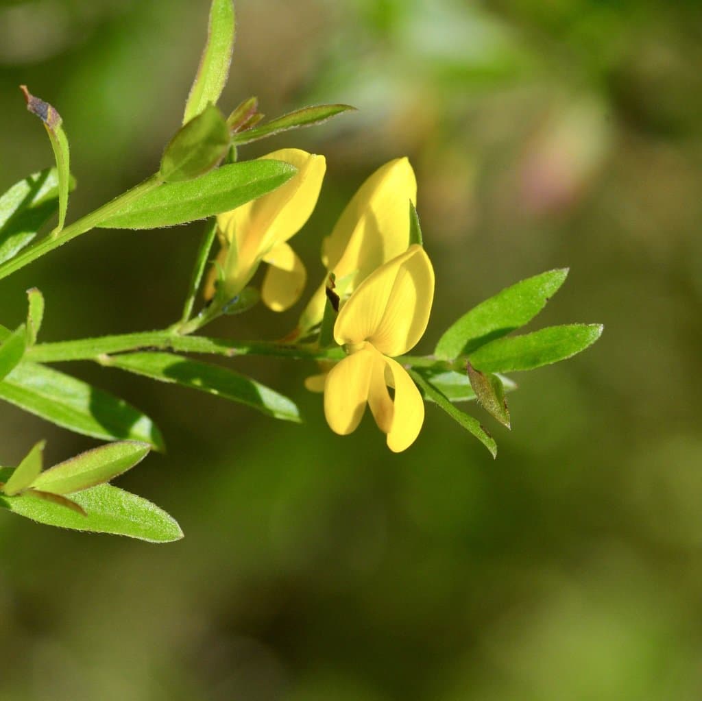 Genista tinctoria L.