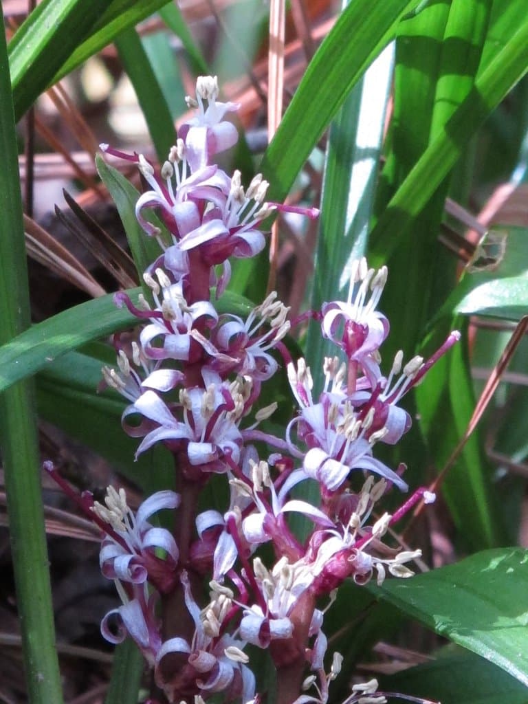 Reineckea carnea (Andrews) Kunth