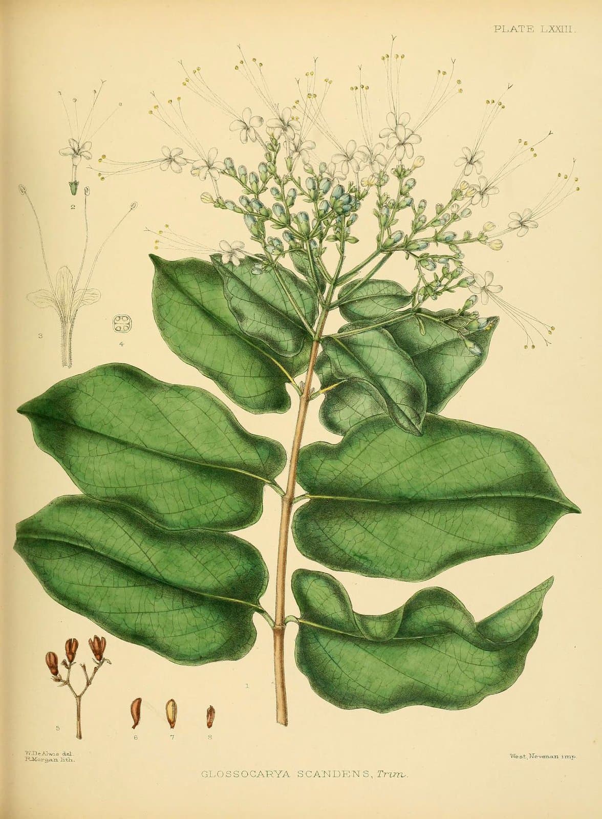 Glossocarya scandens (L.f.) Trimen
