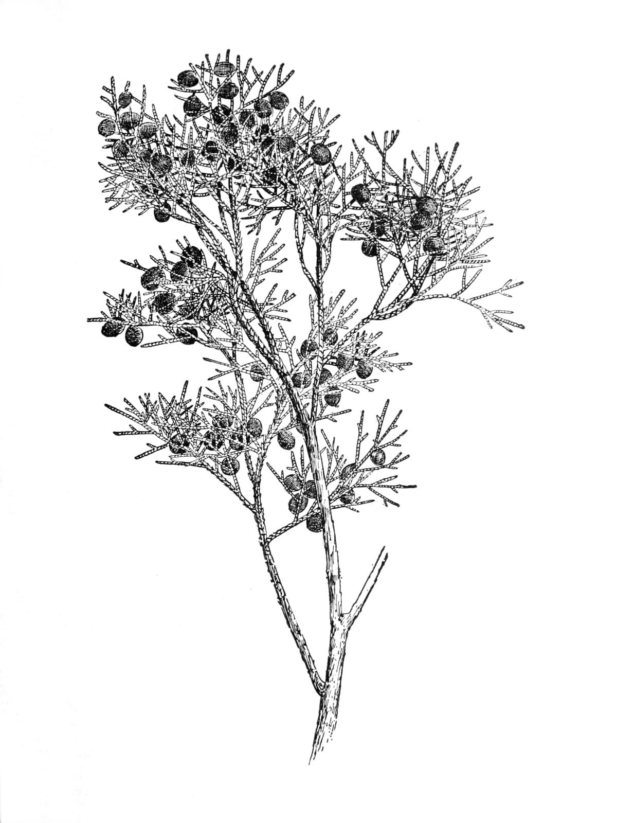 Juniperus barbadensis L.