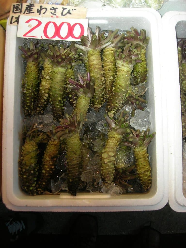 Eutrema japonicum (Miq.) Koidz.