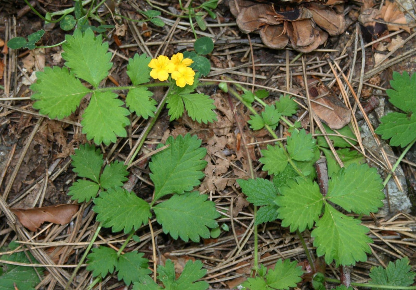 Aremonia agrimonoides (L.) DC.