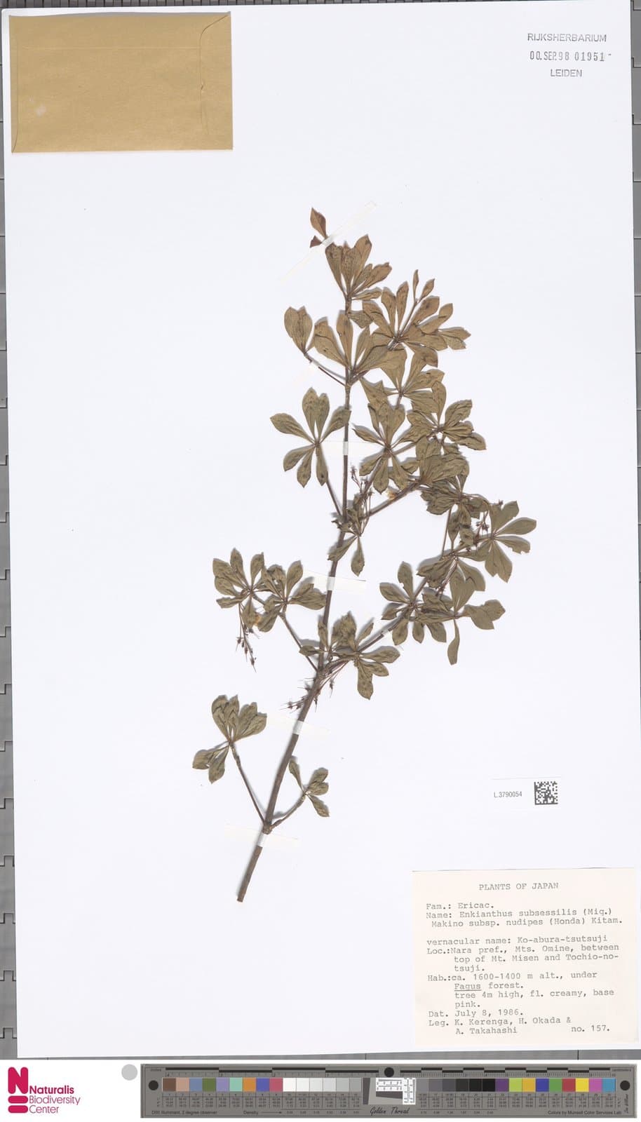 Enkianthus nudipes (Honda) Ueno