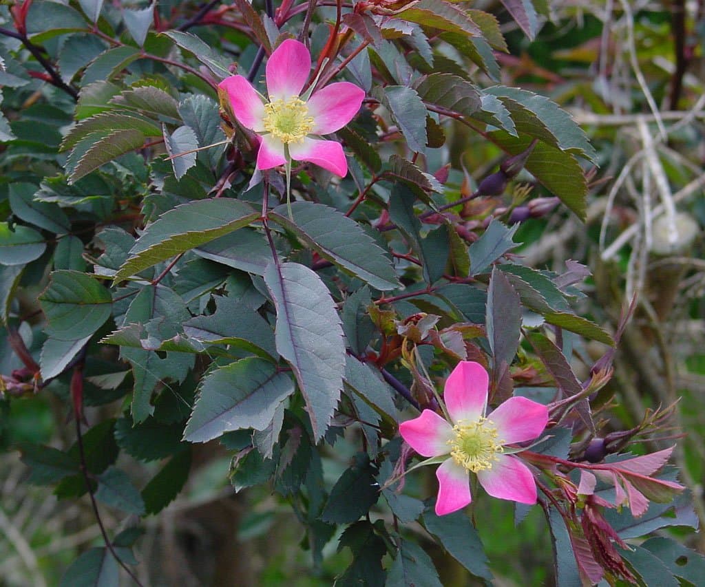 Rosa glauca Pourr.