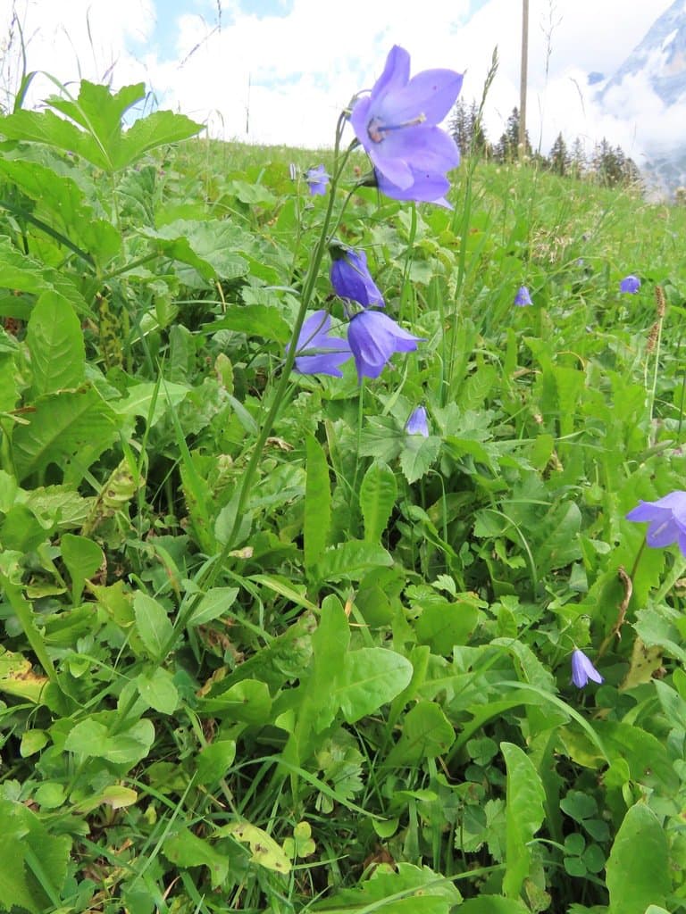 Campanula rhomboidalis L.