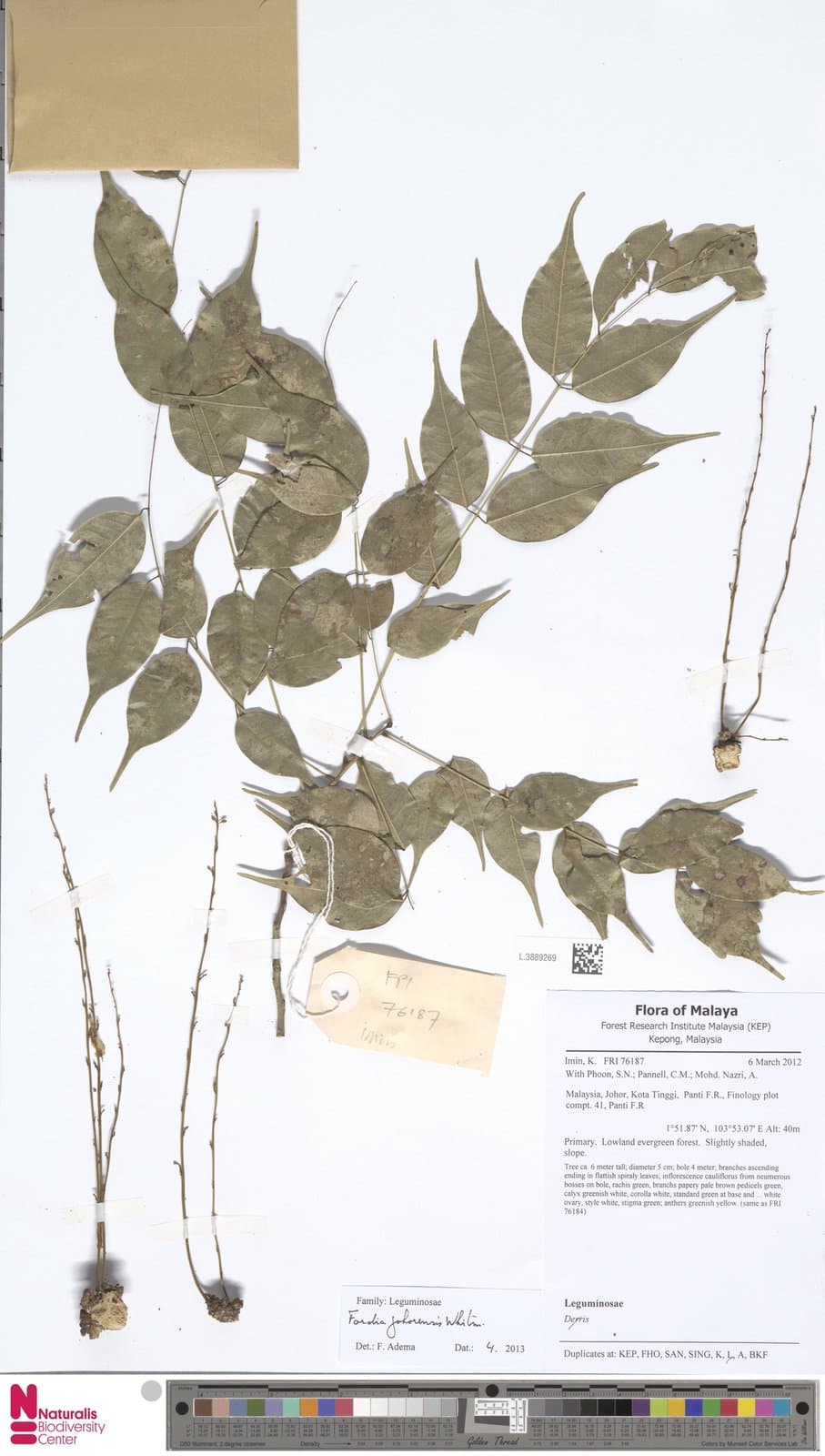 Fordia johorensis Whitmore