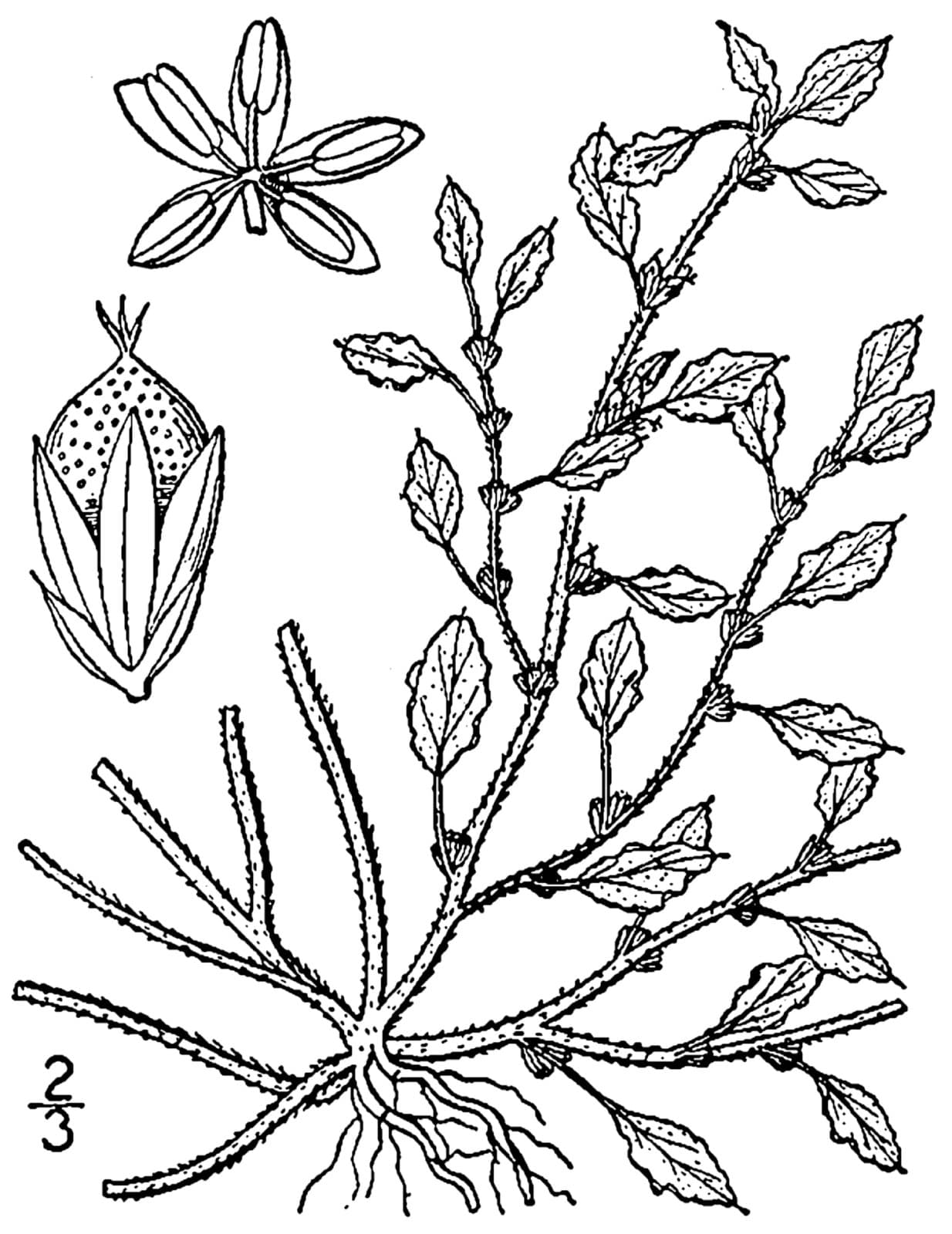 Amaranthus crispus (Lesp. & Thévenau) N.Terracc.