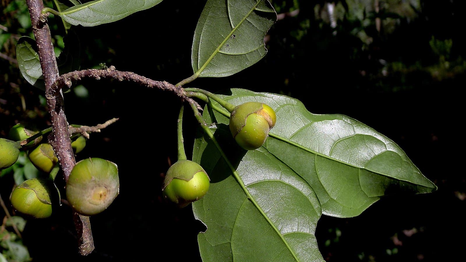 Quararibea penduliflora (A.St.-Hil.) K.Schum.
