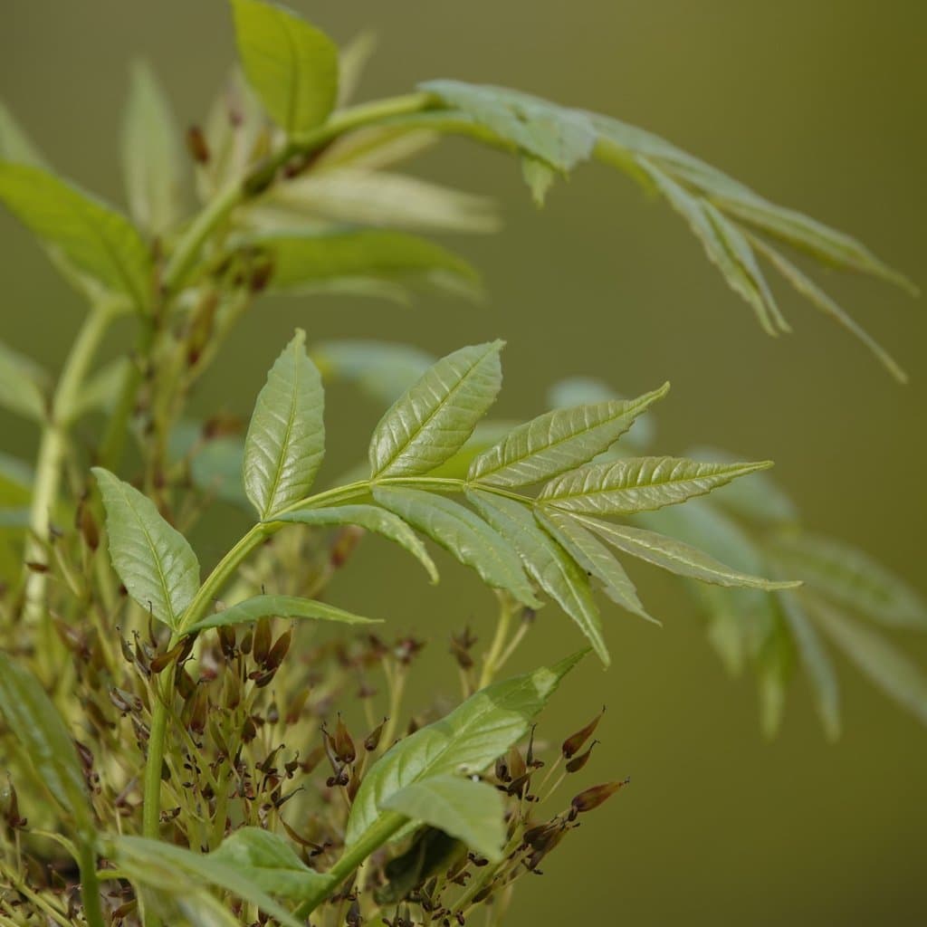 Fraxinus excelsior L.