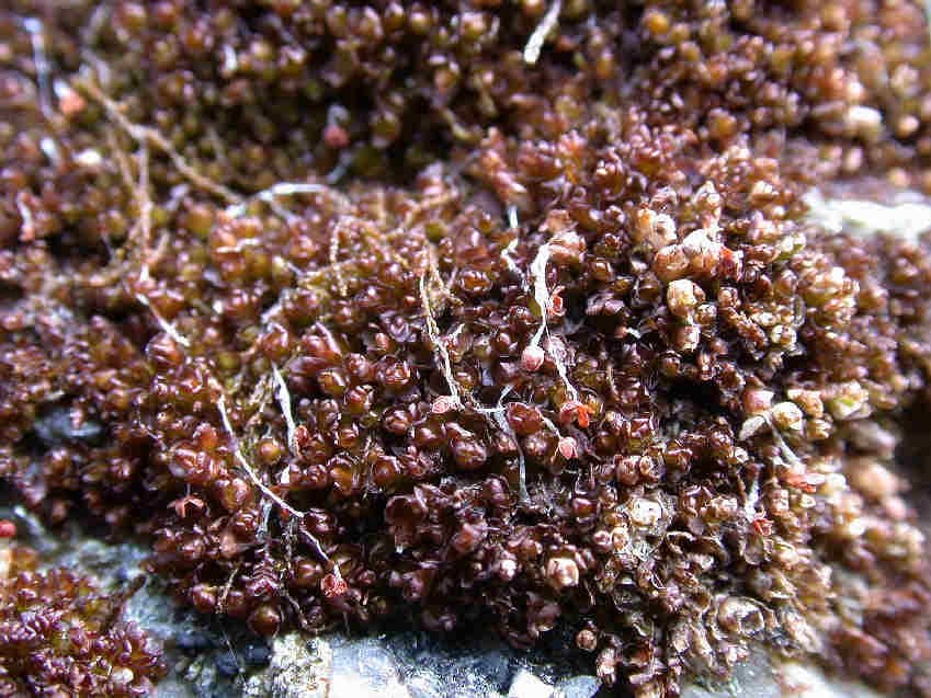 Marsupella profunda Lindb.