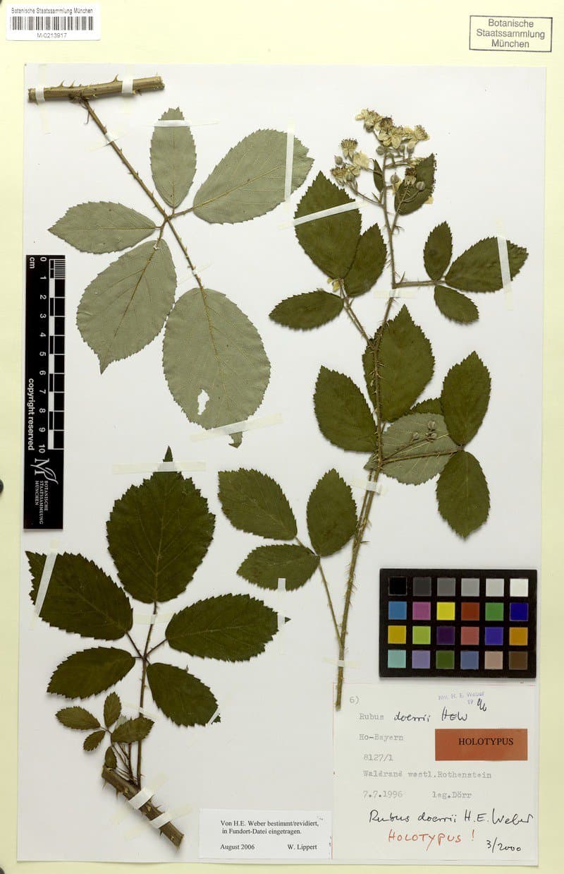 Rubus doerrii H.E.Weber