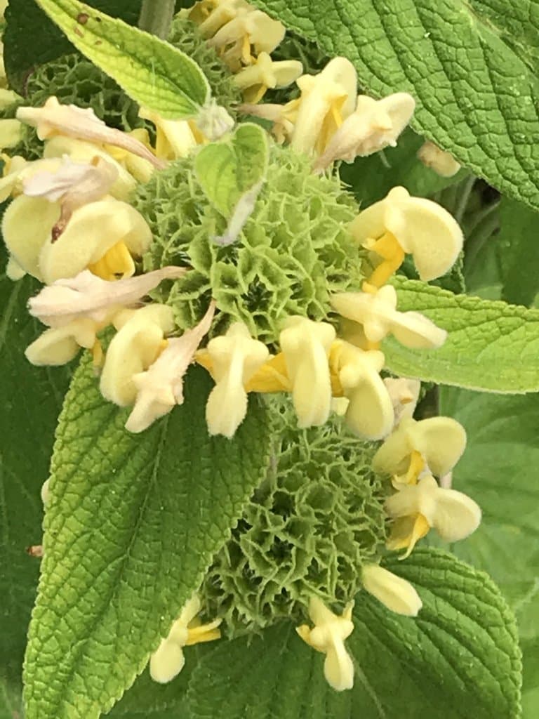 Phlomis russeliana (Sims) Lag. ex Benth.