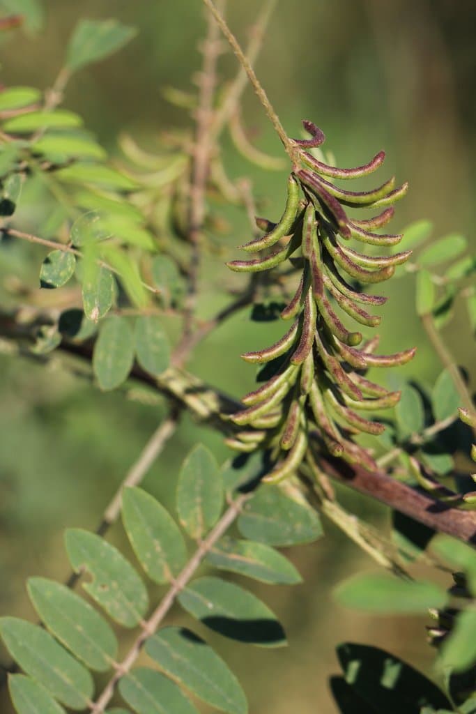Indigofera suffruticosa Mill.