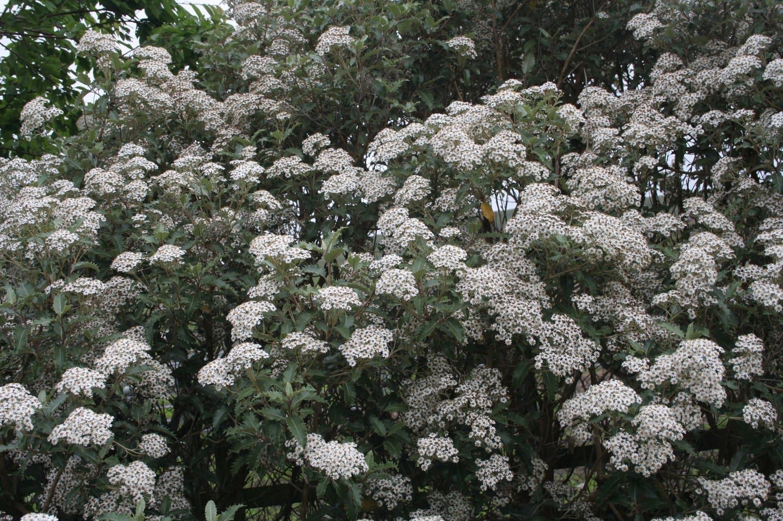 Olearia macrodonta Baker