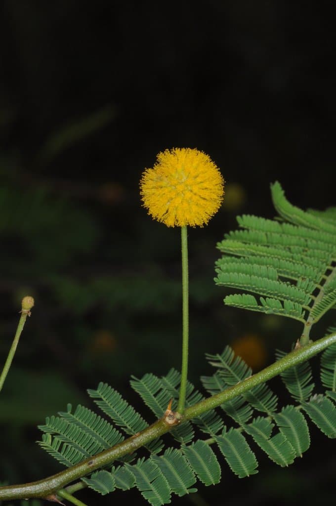 Vachellia aroma (Gillies ex Hook. & Arn.) Seigler & Ebinger
