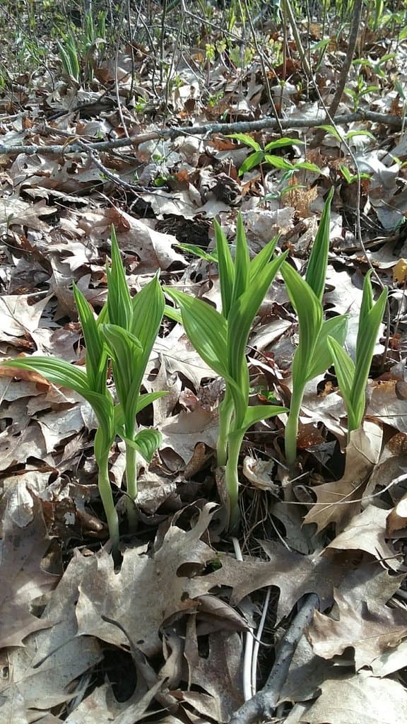 Cypripedium parviflorum Salisb.