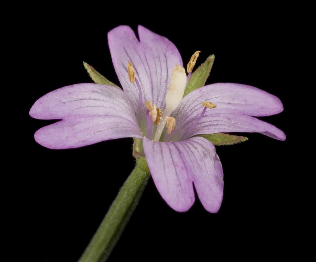 Epilobium tetragonum L.