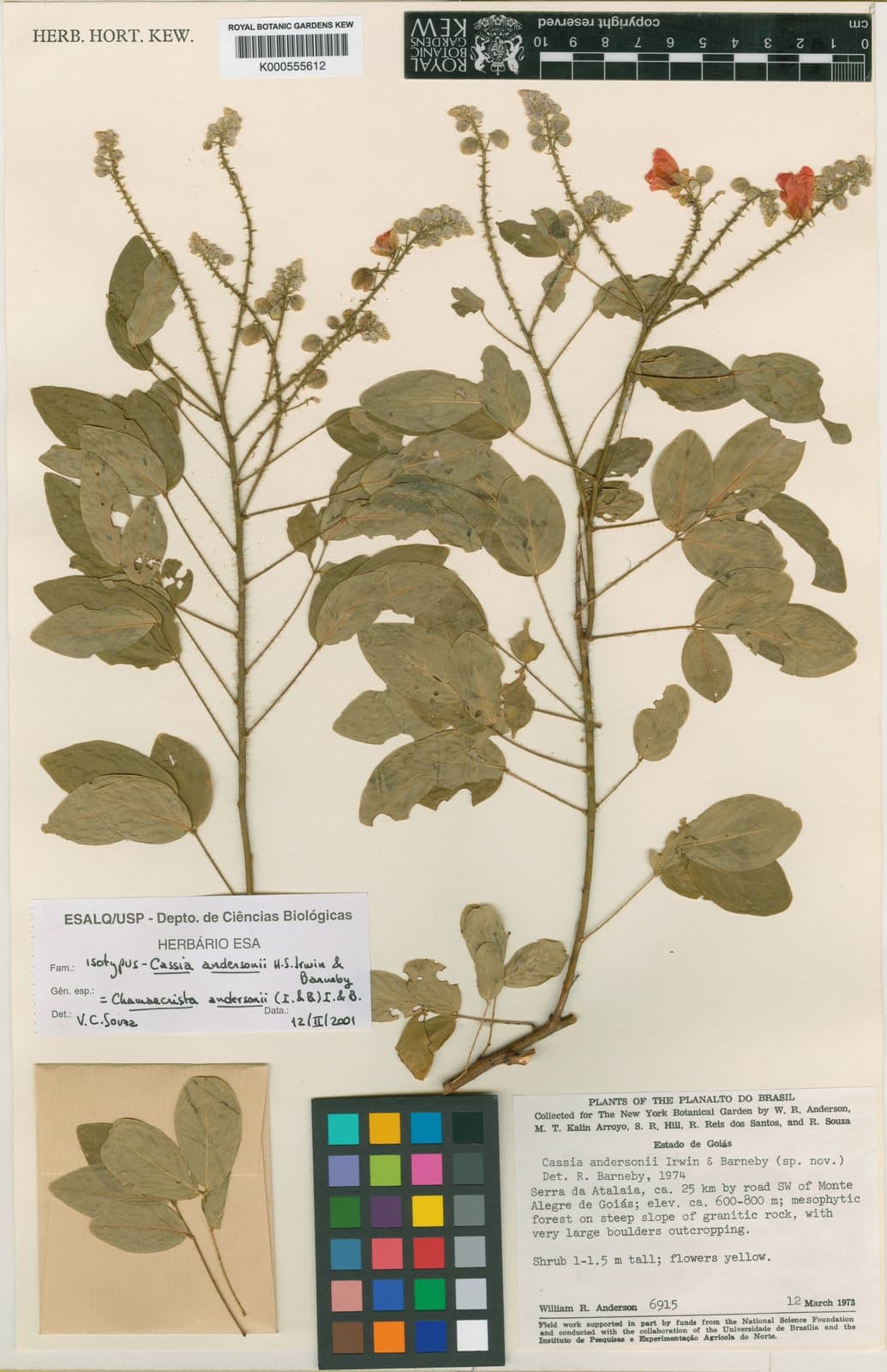 Chamaecrista andersonii (H.S.Irwin & Barneby) H.S.Irwin & Barneby