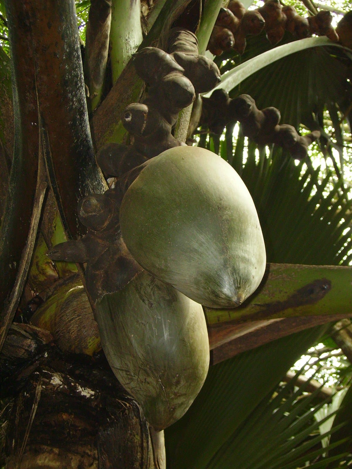 Lodoicea maldivica (J.F.Gmel.) Pers.