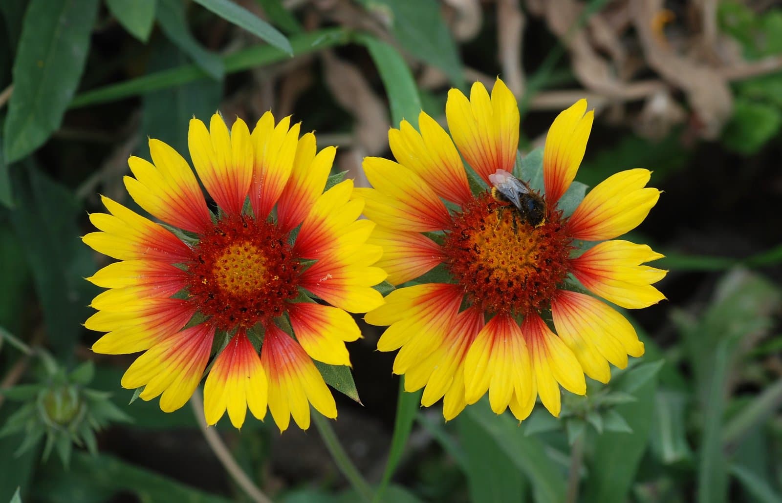 Gaillardia aristata Pursh