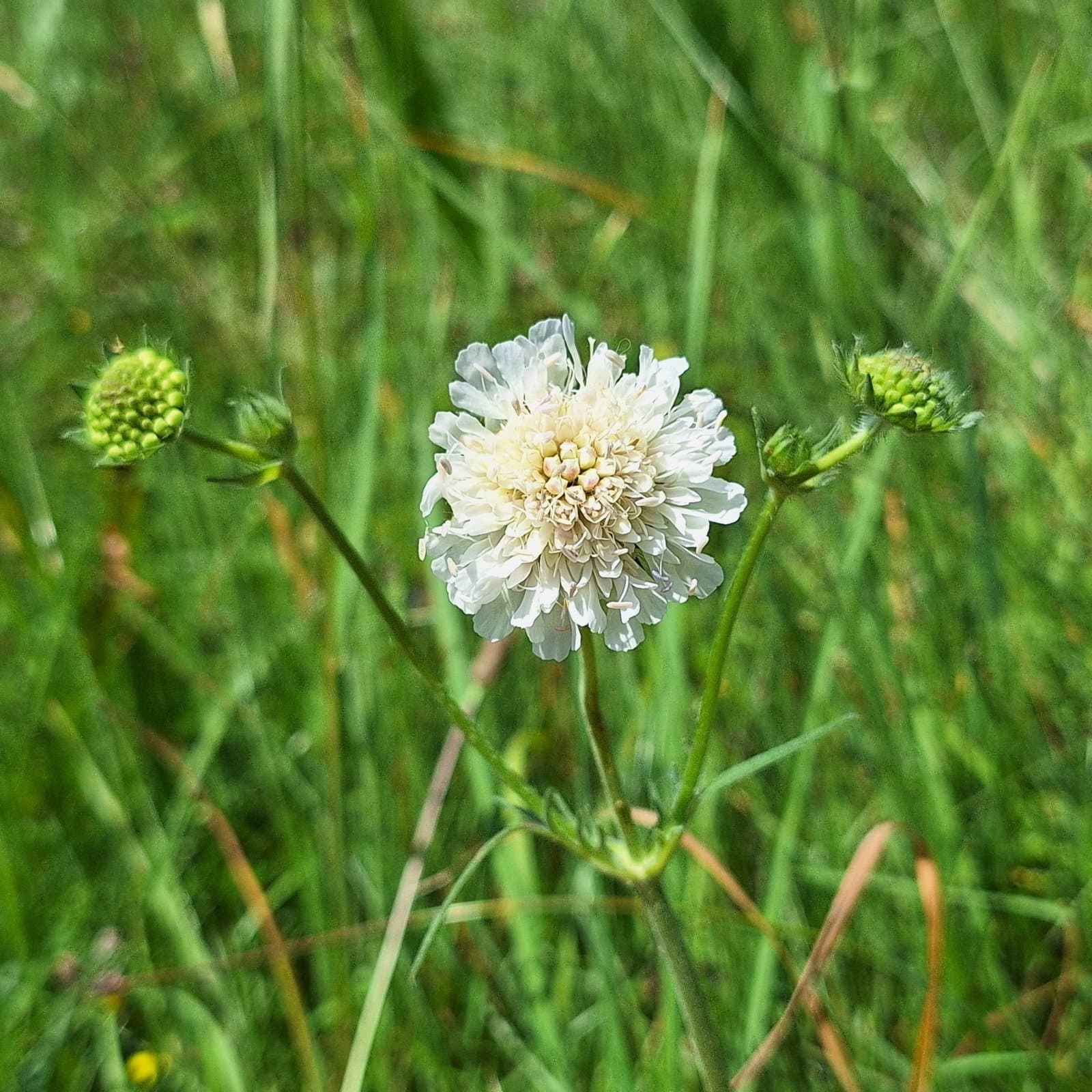 Knautia kitaibelii (Schult.) Borbás