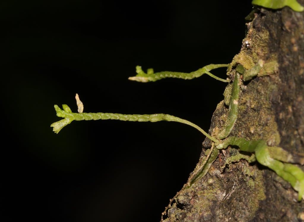 Taeniophyllum clementsii (D.L.Jones & B.Gray) Kocyan & Schuit.