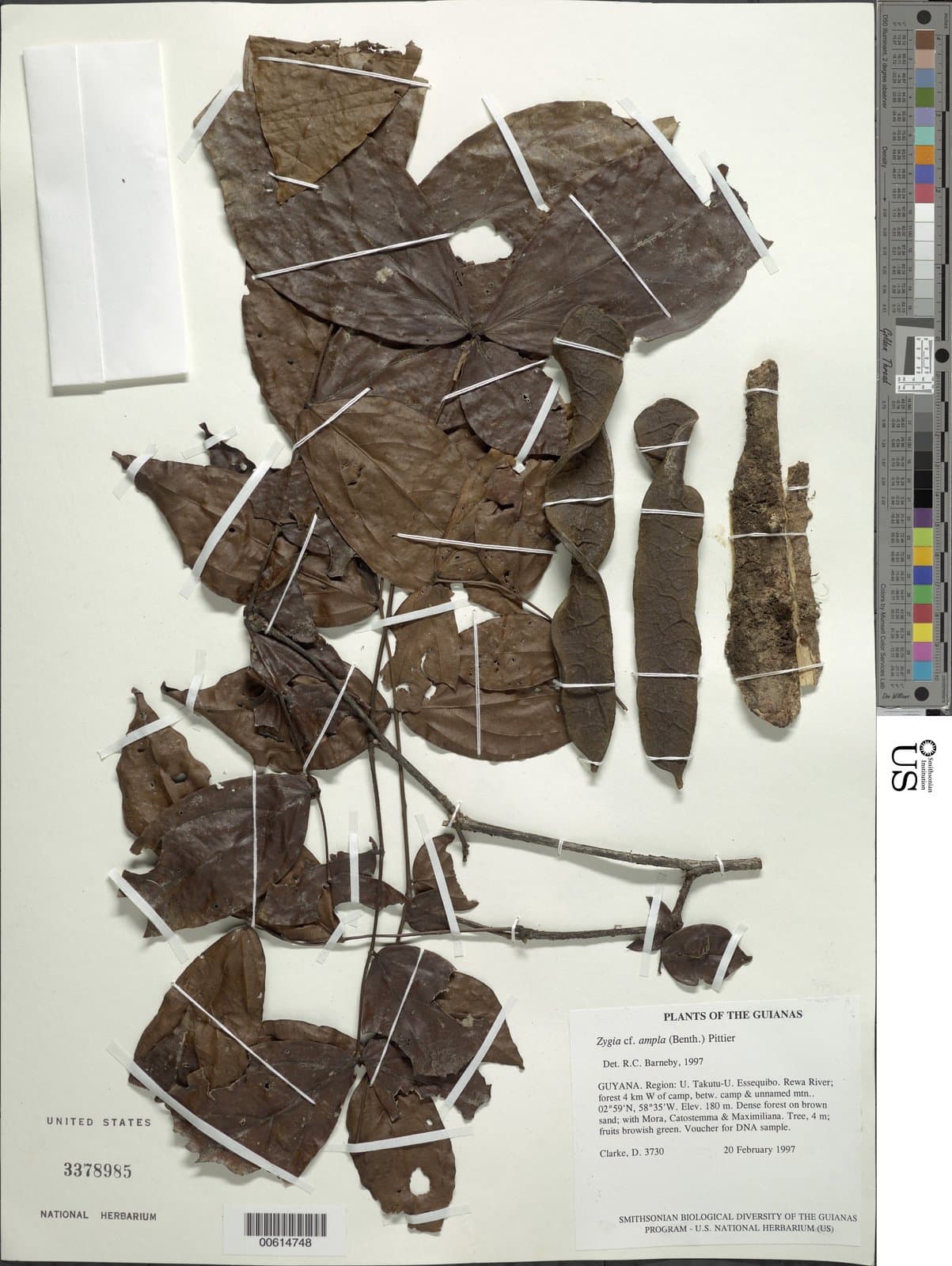 Zygia ampla (Spruce ex Benth.) Pittier
