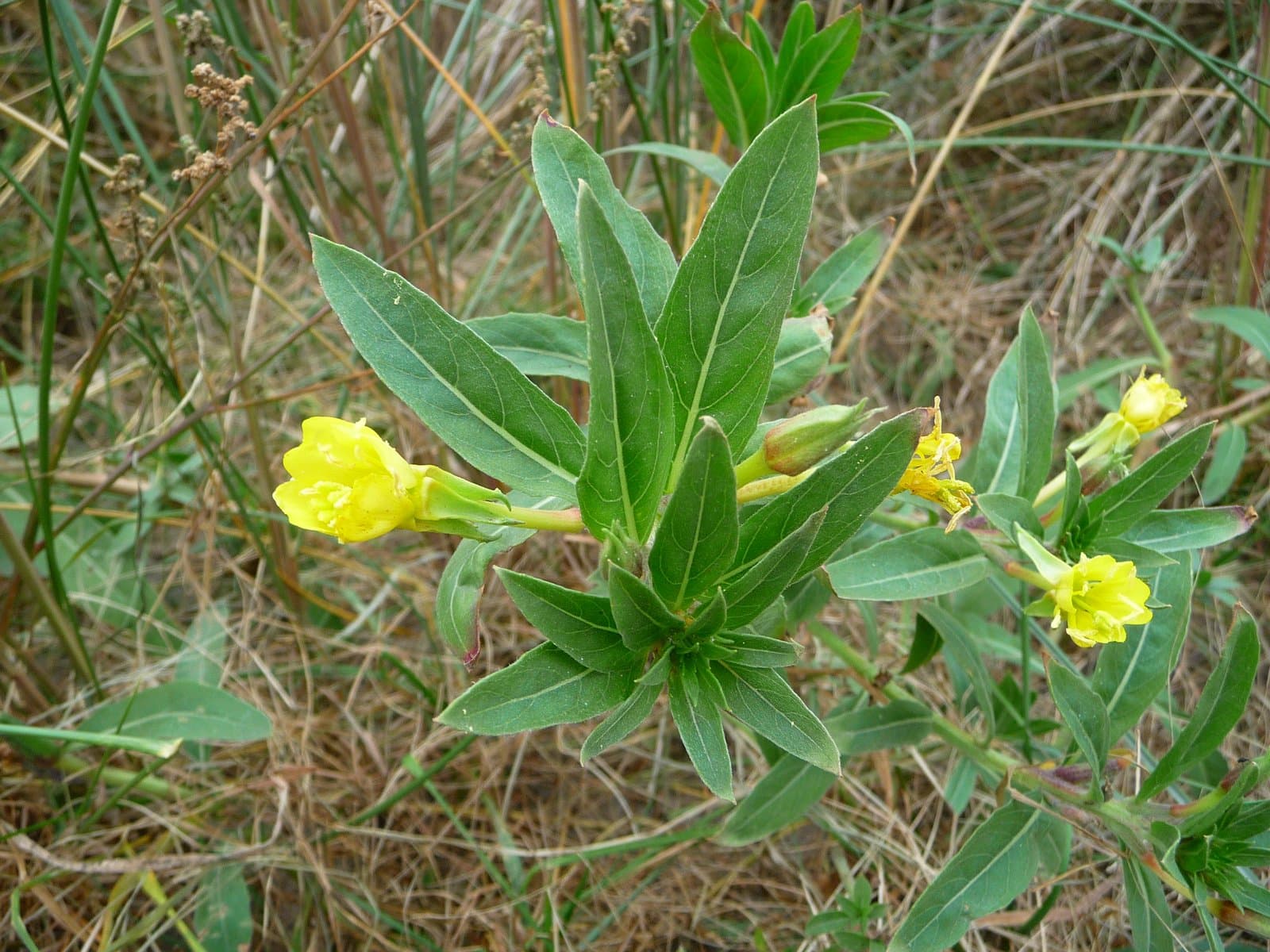 Oenothera oakesiana (A.Gray) J.W.Robbins ex S.Watson