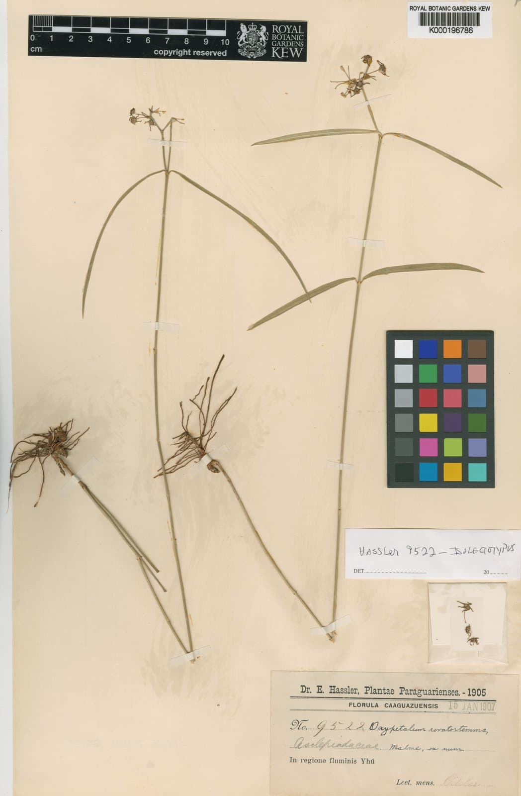 Oxypetalum ceratostemma Malme