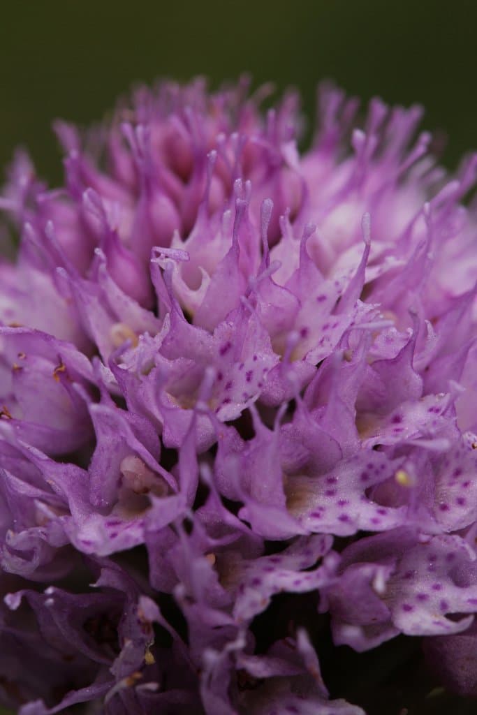 Traunsteinera globosa (L.) Rchb.