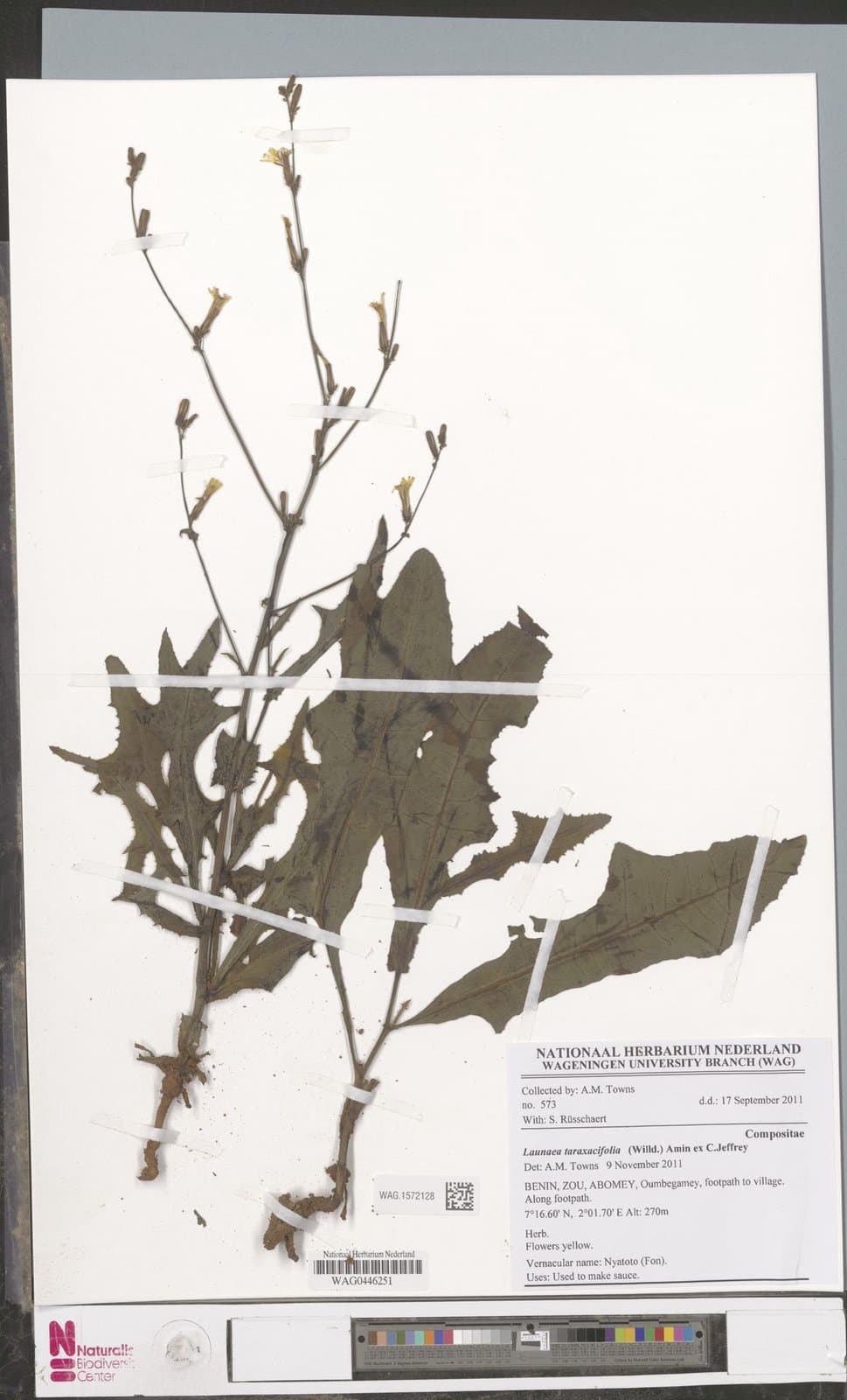 Launaea taraxacifolia (Willd.) Amin ex C.Jeffrey