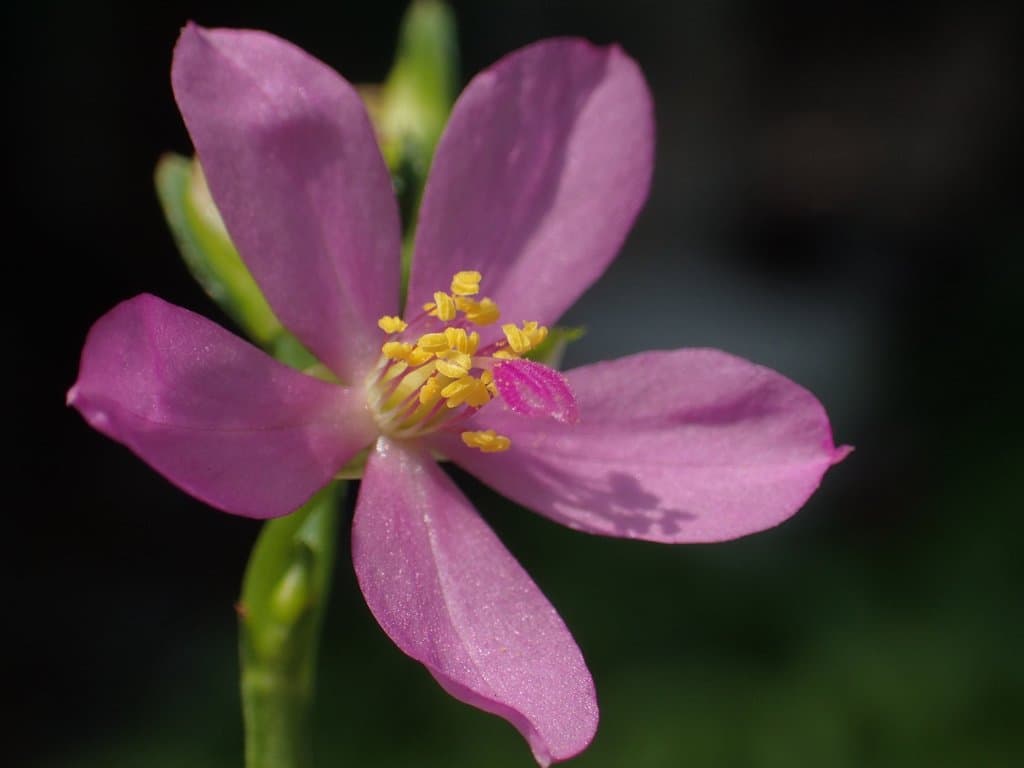 Talinum fruticosum (L.) Juss.