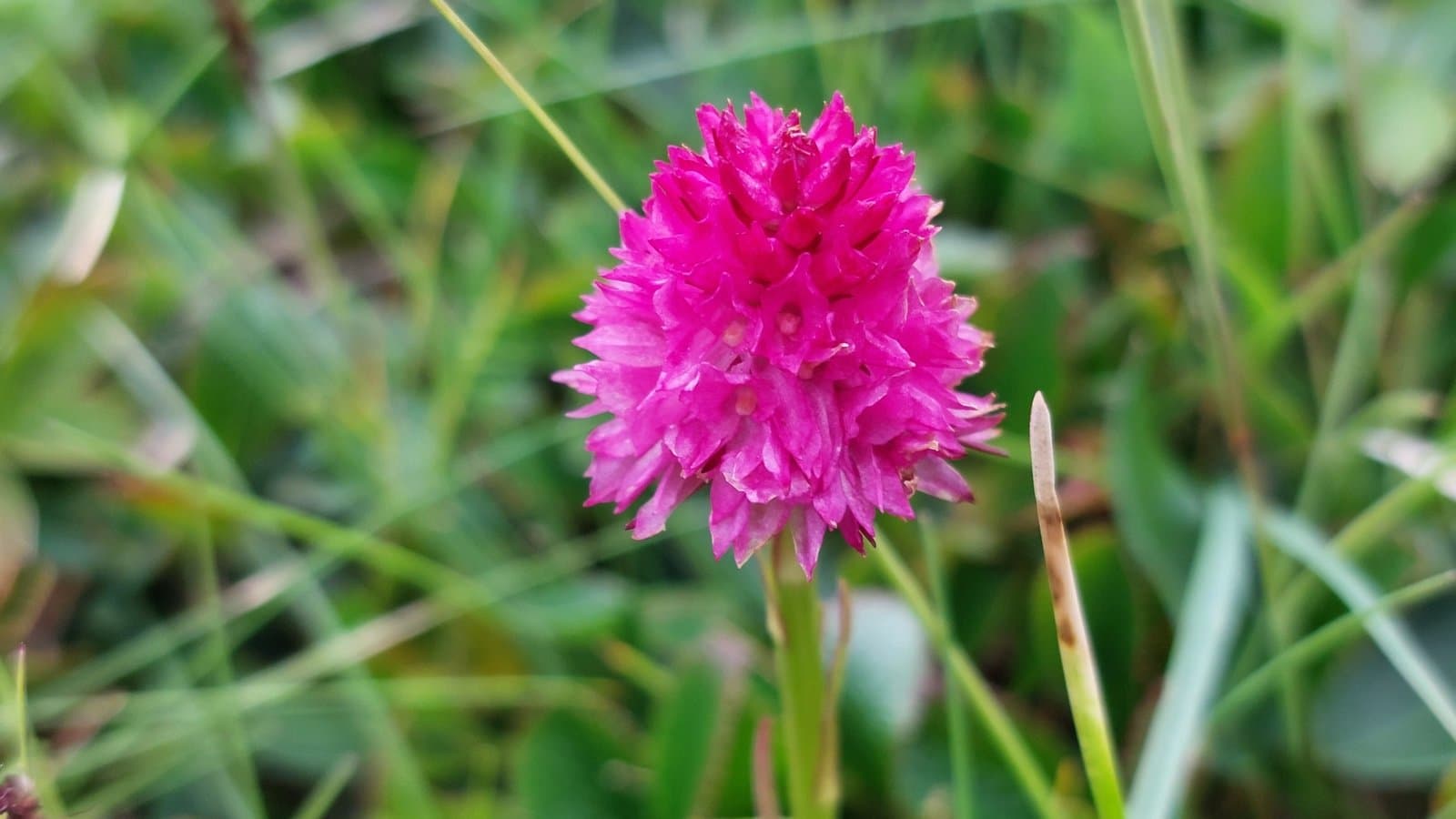 Gymnadenia ×turnowskyi (W.Foelsche) W.Foelsche