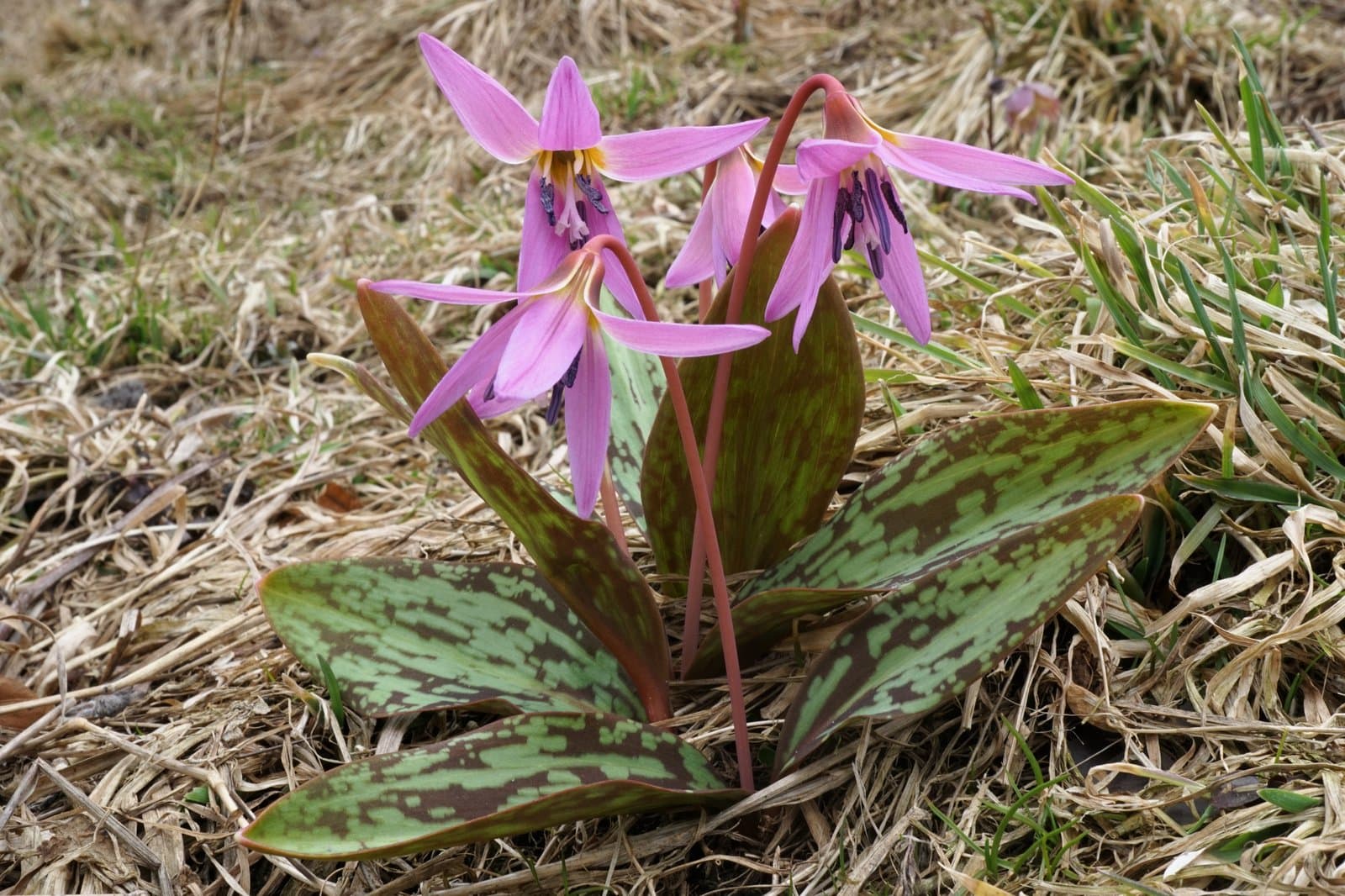 Erythronium dens-canis L.