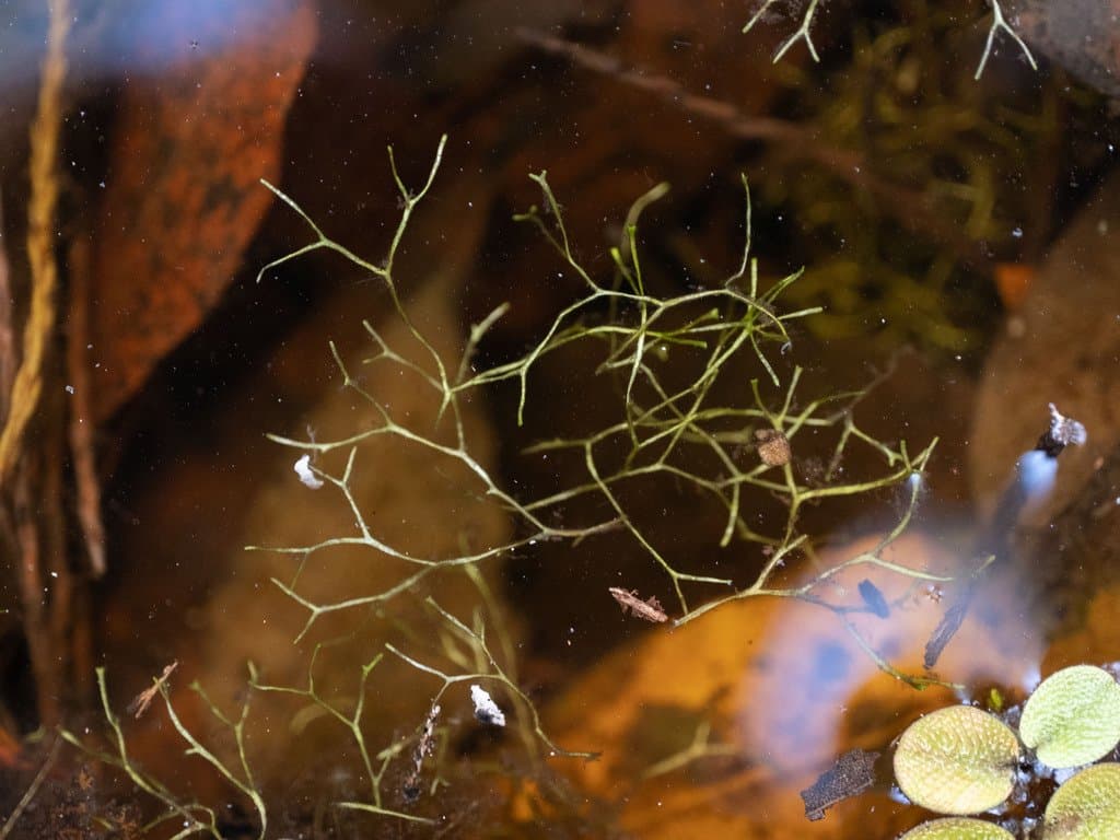 Riccia canaliculata Hoffm.