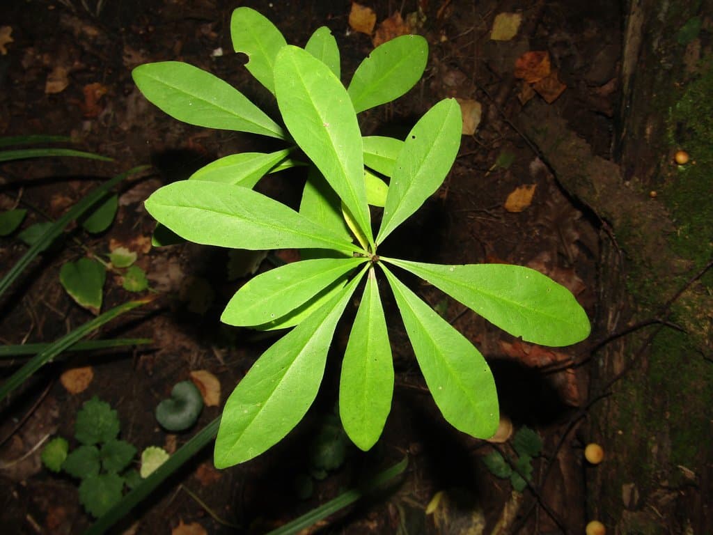 Daphne mezereum L.