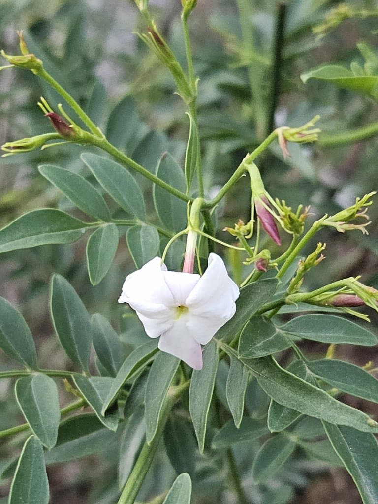 Jasminum grandiflorum L.