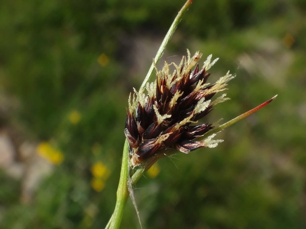 Luzula alpina Hoppe