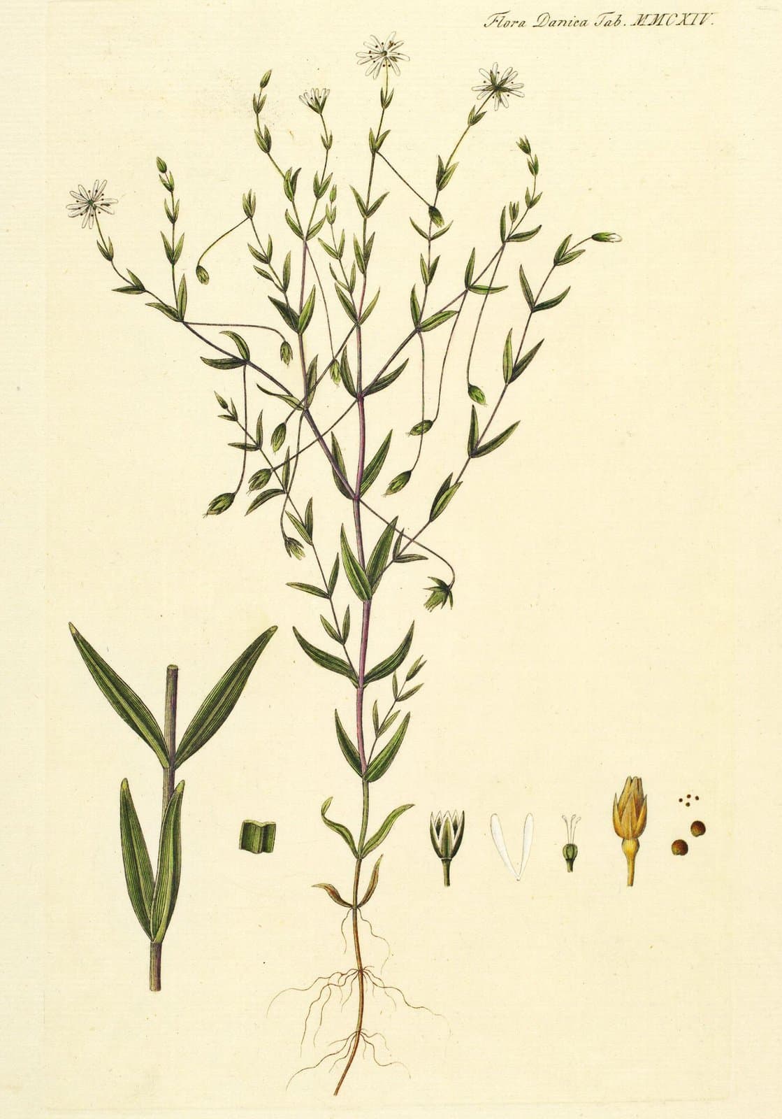 Stellaria crassifolia Ehrh.