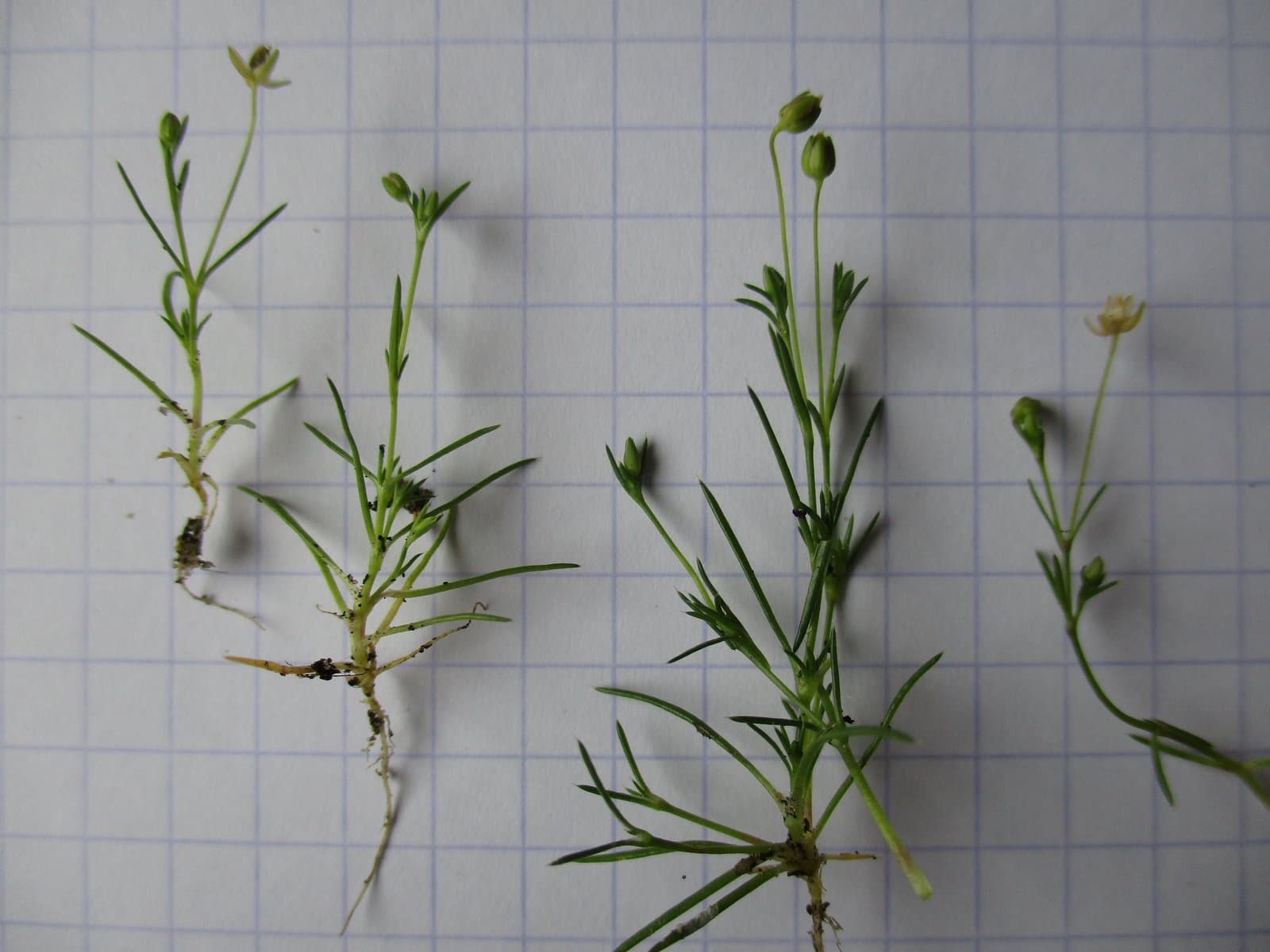 Sagina micropetala Rauschert