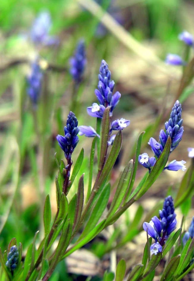 Polygala amarella Crantz