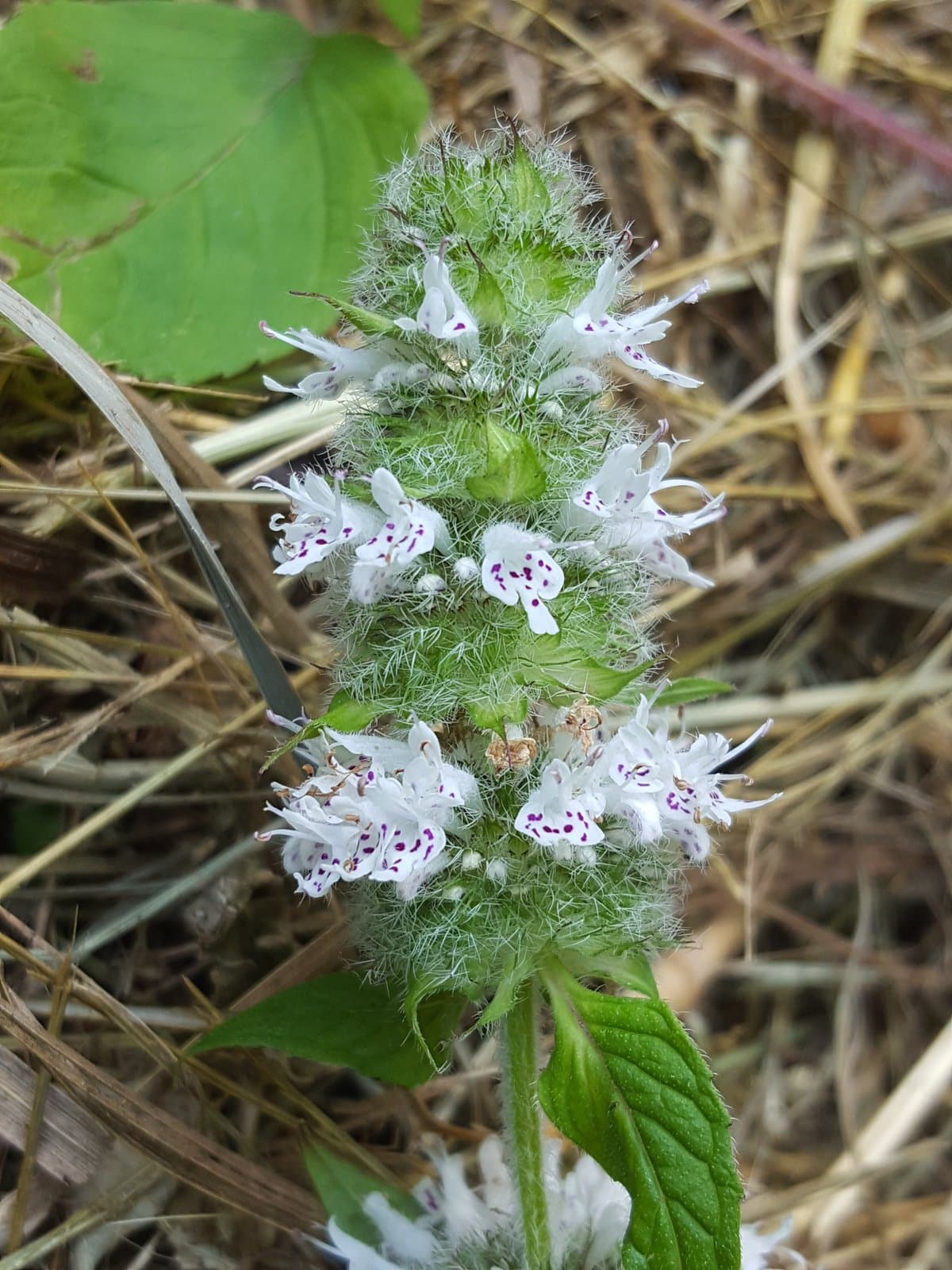 Blephilia hirsuta (Pursh) Benth.