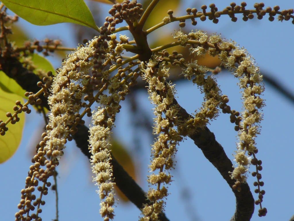 Terminalia bellirica (Gaertn.) Roxb.
