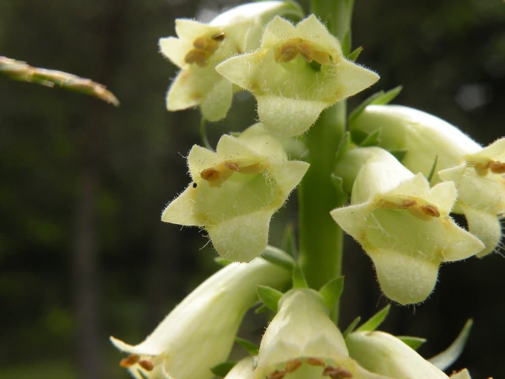 Digitalis lutea L.